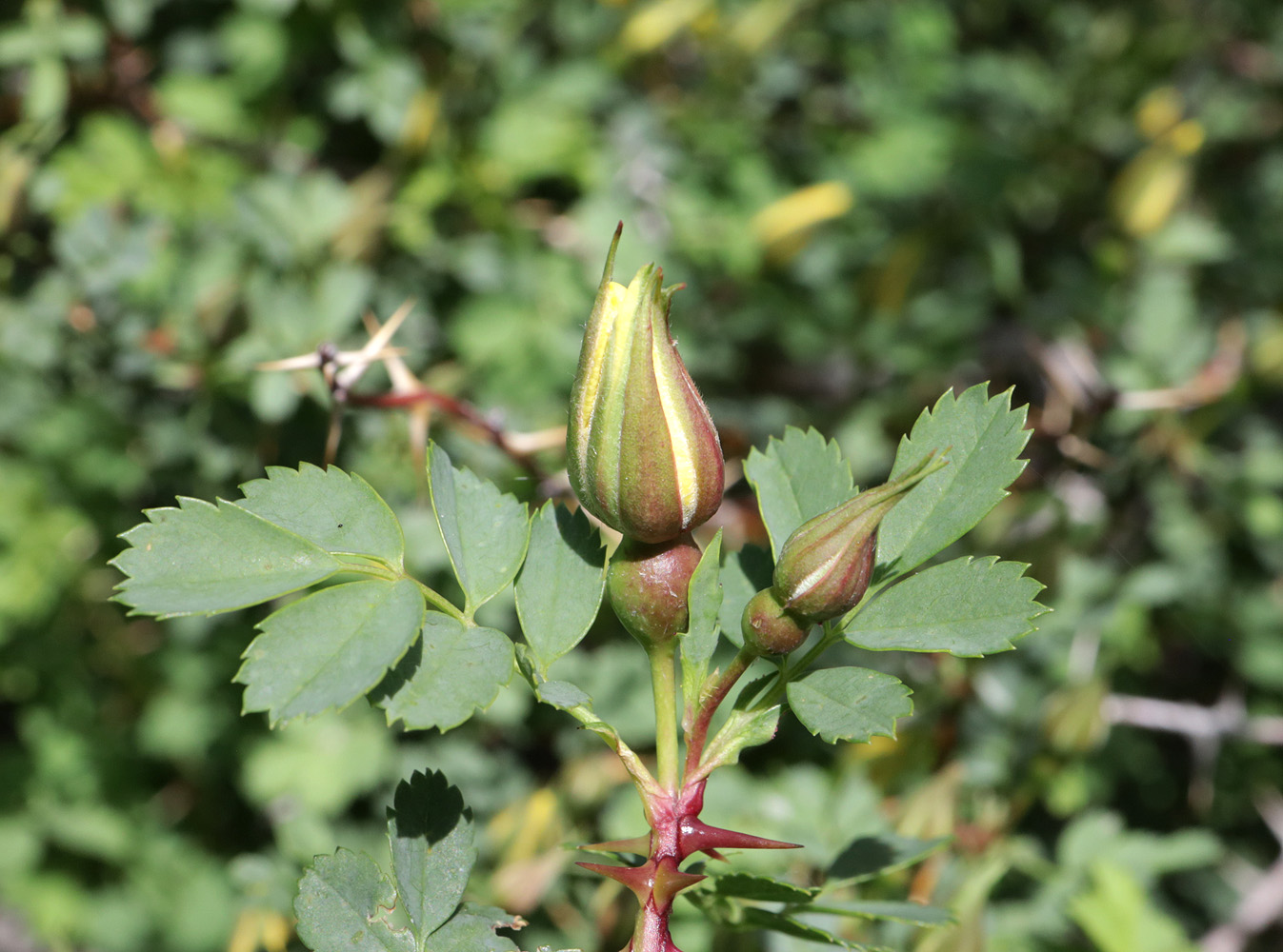 Image of Rosa platyacantha specimen.