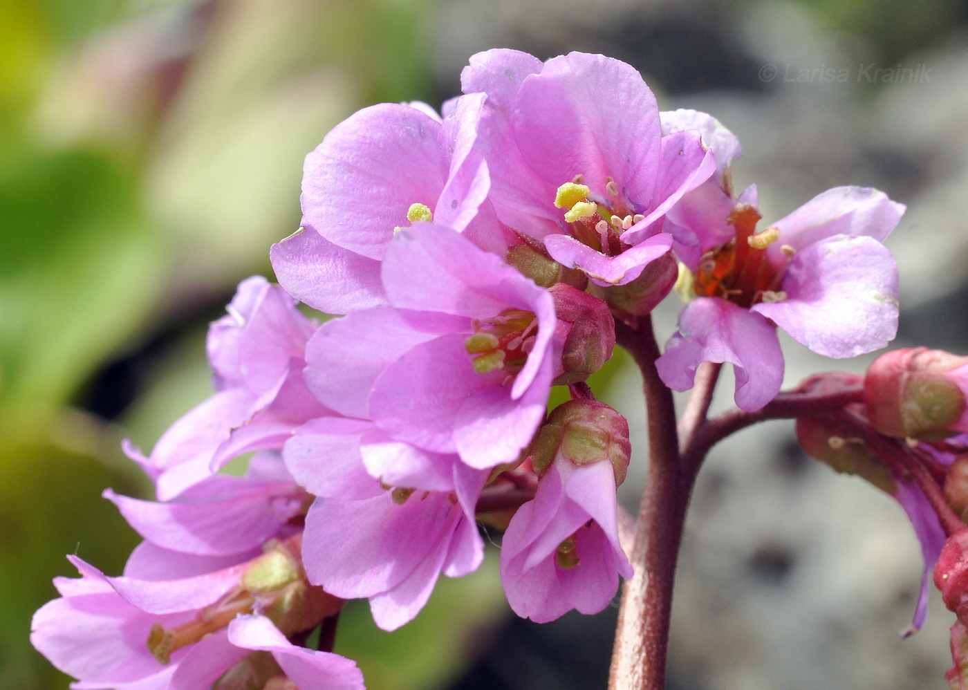 Image of Bergenia pacifica specimen.