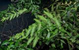 Woodwardia unigemmata