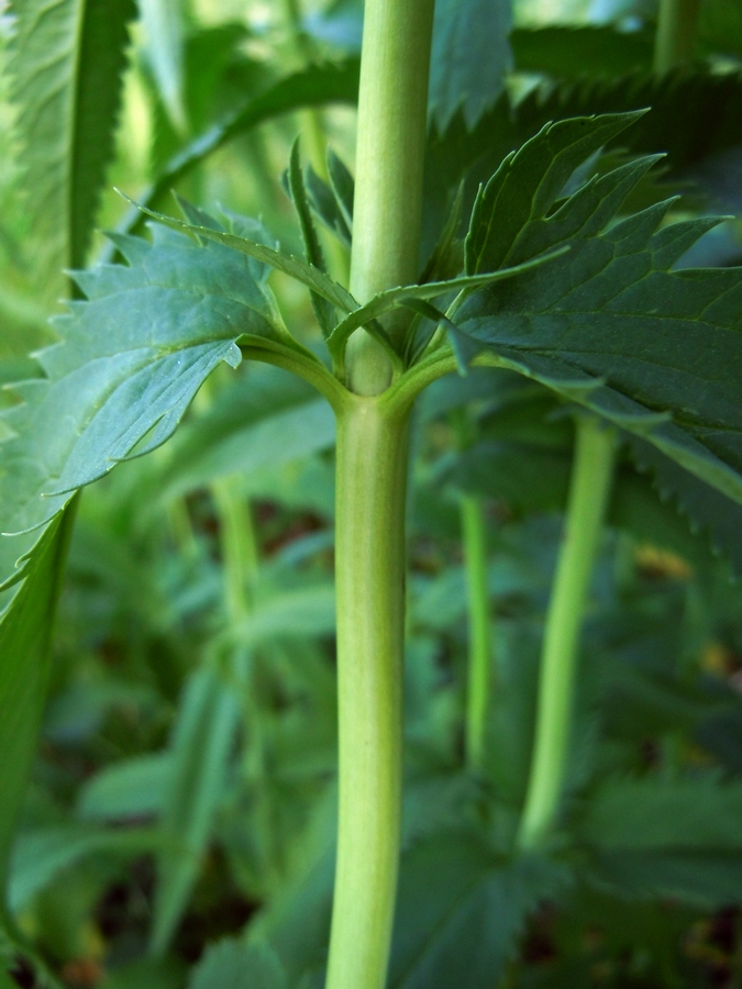 Image of Veronica longifolia specimen.