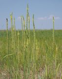 Plantago salsa