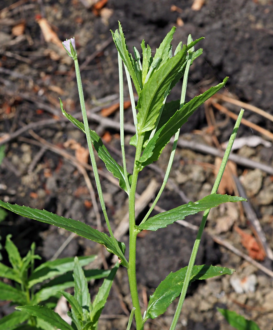 Image of genus Epilobium specimen.