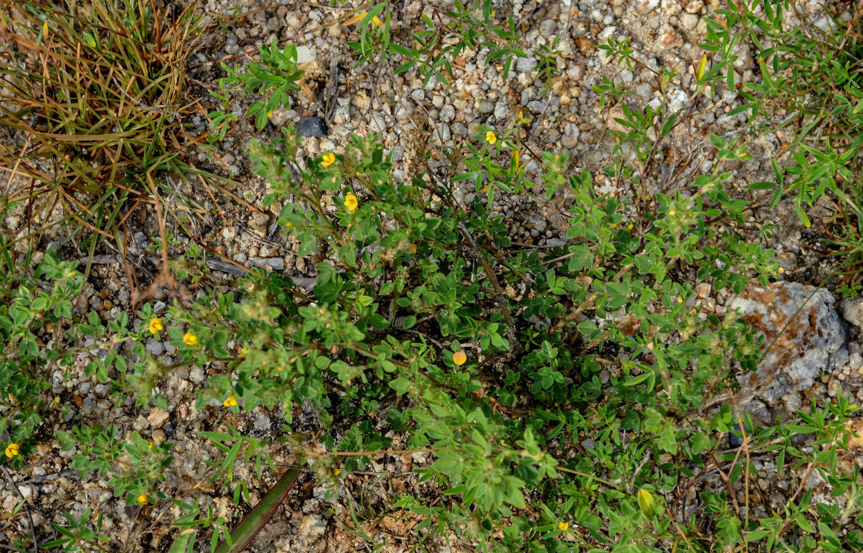 Image of Stylosanthes guianensis specimen.