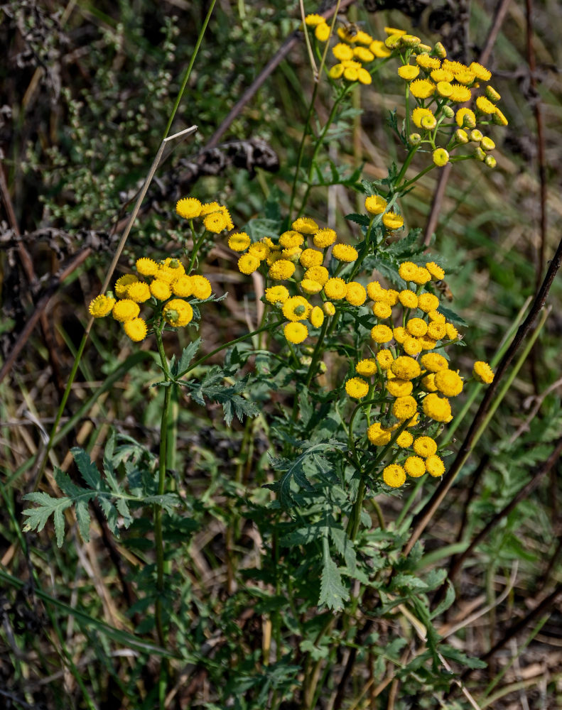 Изображение особи Tanacetum vulgare.