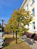 Tilia mandshurica