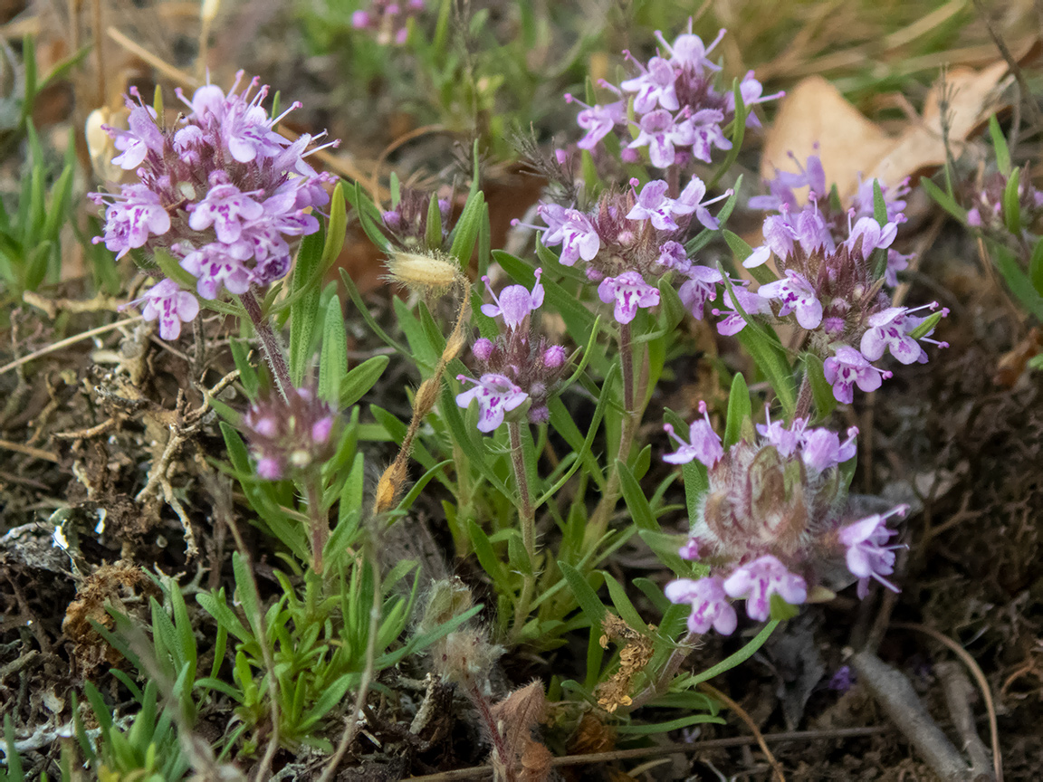 Изображение особи Thymus roegneri.