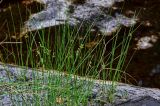 Juncus filiformis. Плодоносящие растения. Вологодская обл., Сокольский р-н, Оларевская гряда, заболоченный участок смешанного леса, у воды. 13.07.2024.
