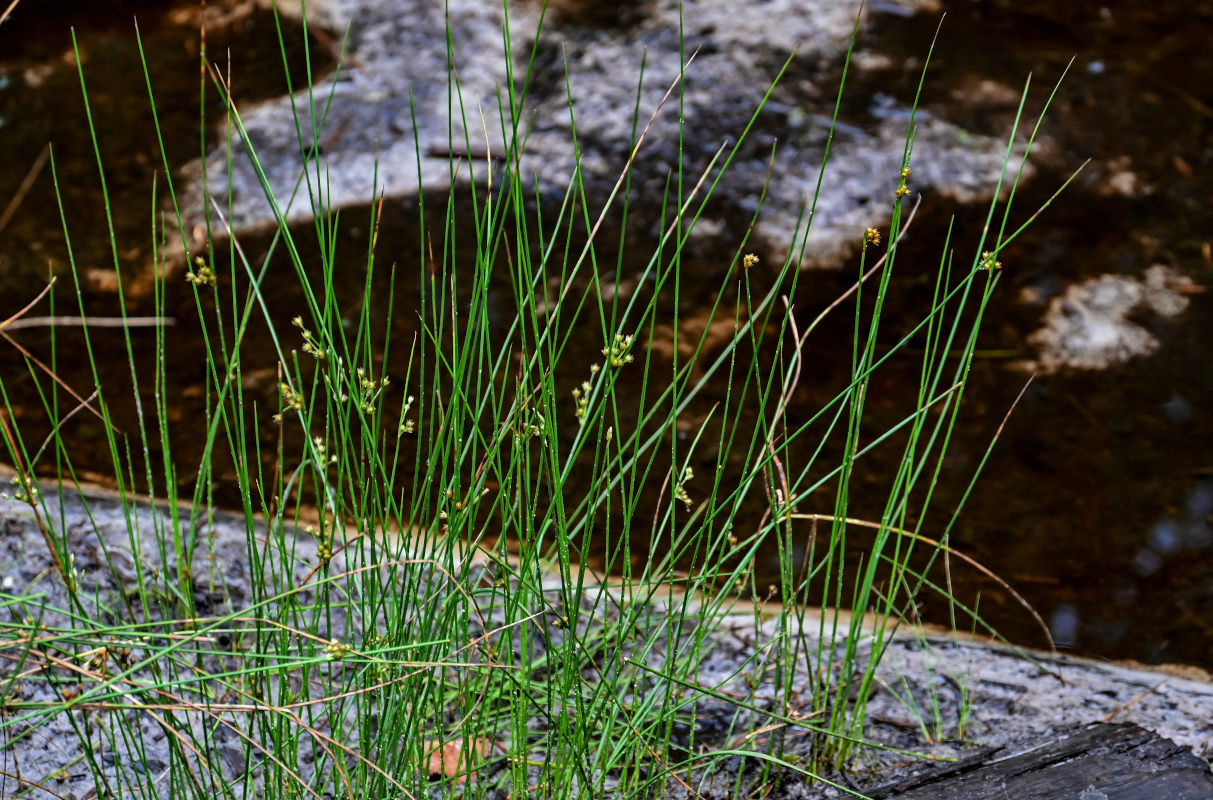 Image of Juncus filiformis specimen.