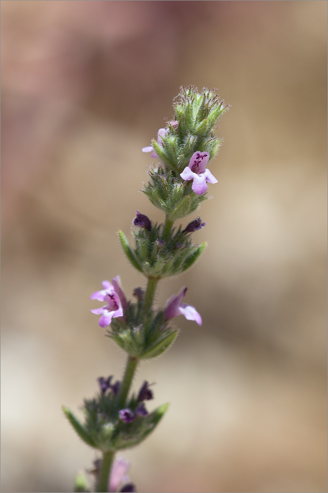Image of Micromeria myrtifolia specimen.