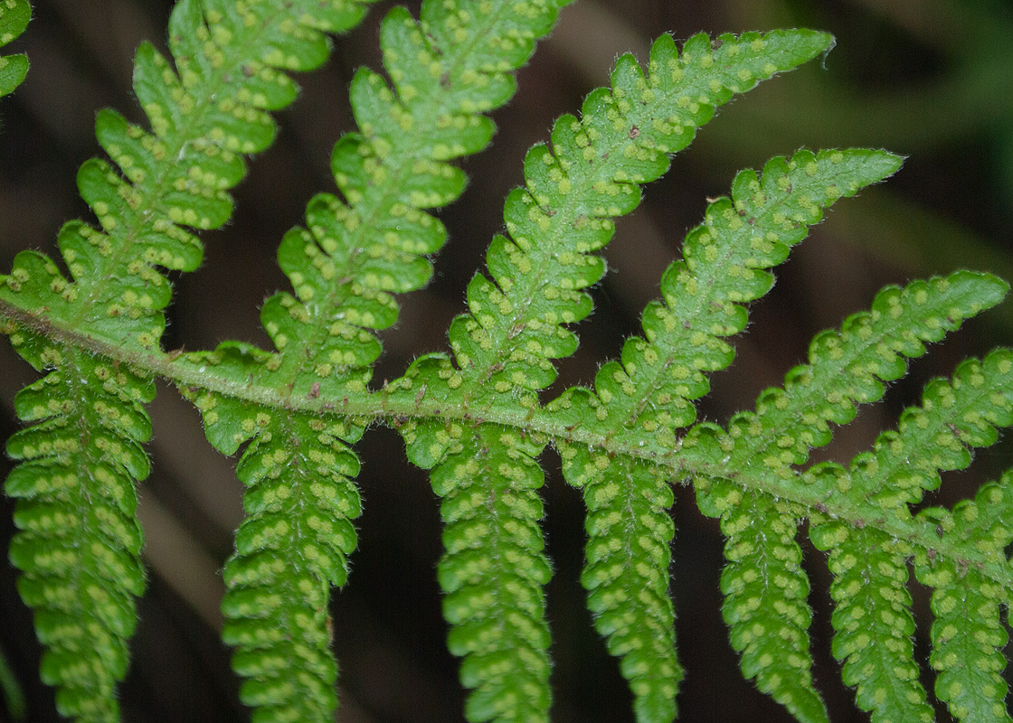 Изображение особи Phegopteris connectilis.