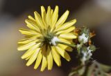Sonchus tenerrimus