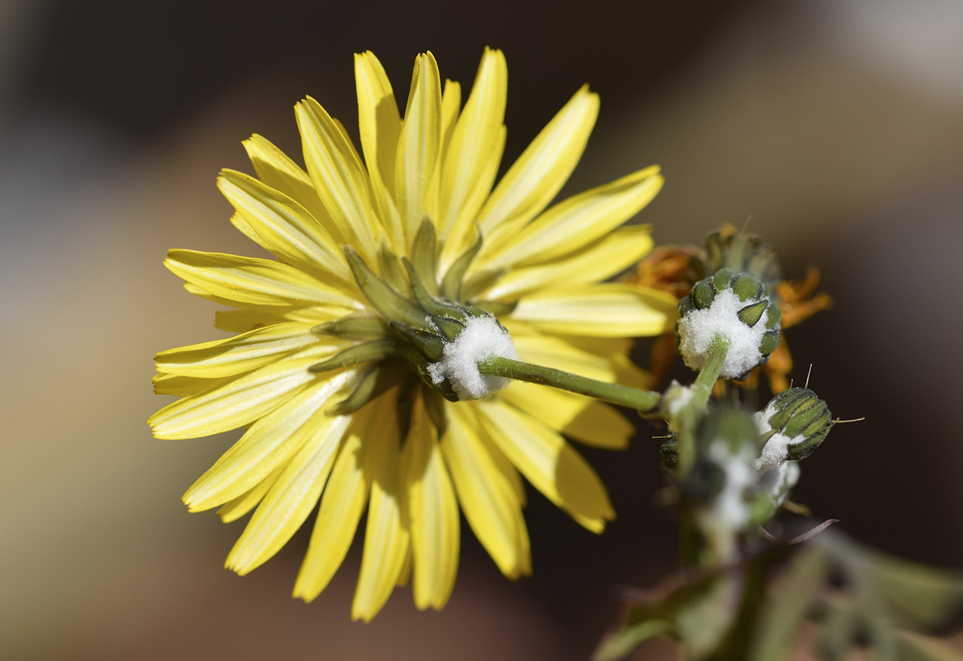Изображение особи Sonchus tenerrimus.
