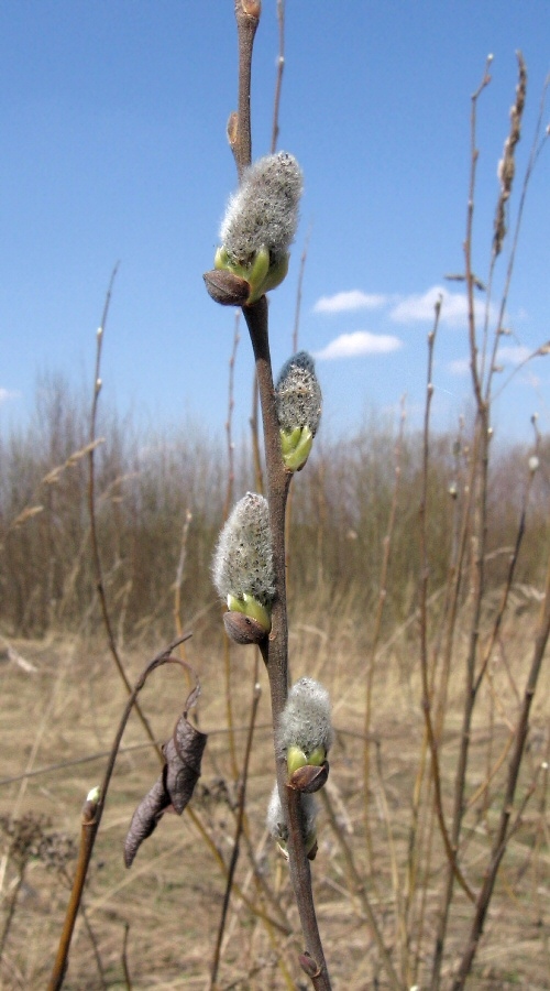 Image of Salix cinerea specimen.