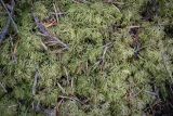 Hylocomium splendens