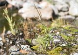 Veronica longifolia. Плодоносящее растение. Ленинградская обл., Приозерский р-н, Ладожское оз., зал. Лехмалахти, о. Малый Чёрный, замшелая скала. 09.09.2024.