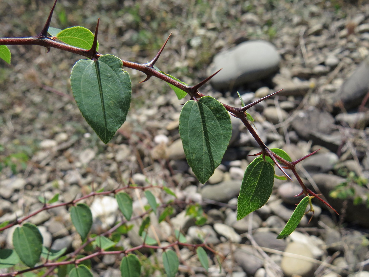 Image of Paliurus spina-christi specimen.