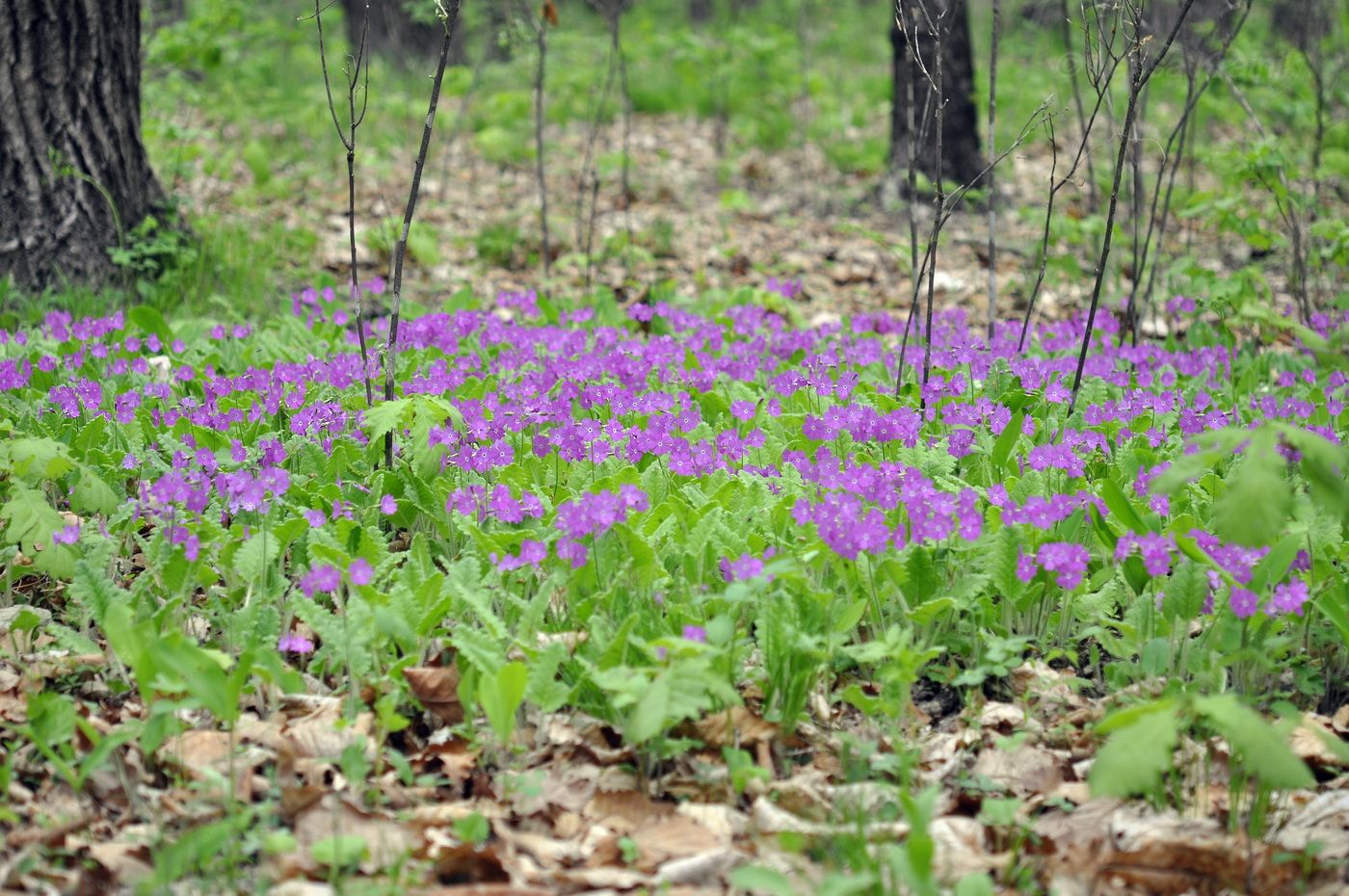 Image of Primula patens specimen.