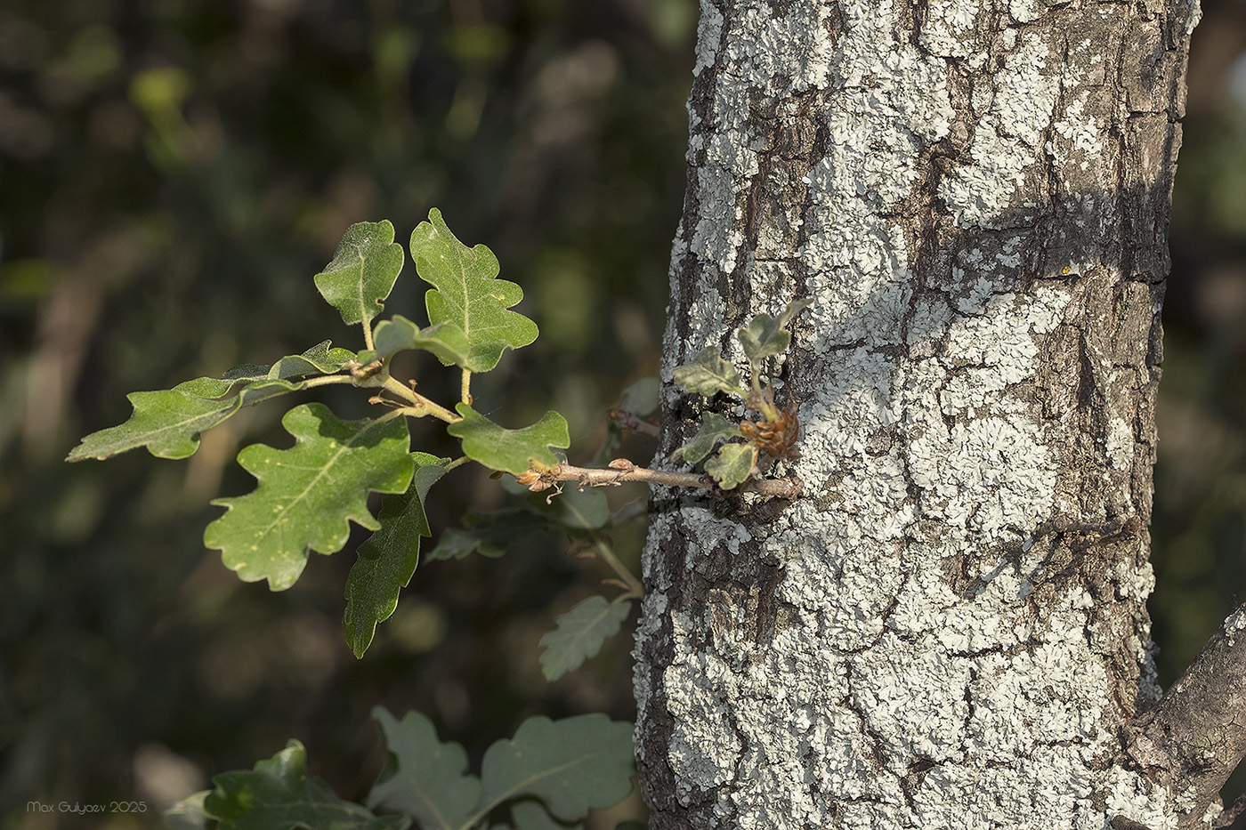 Image of genus Quercus specimen.