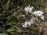 Noccaea macrantha