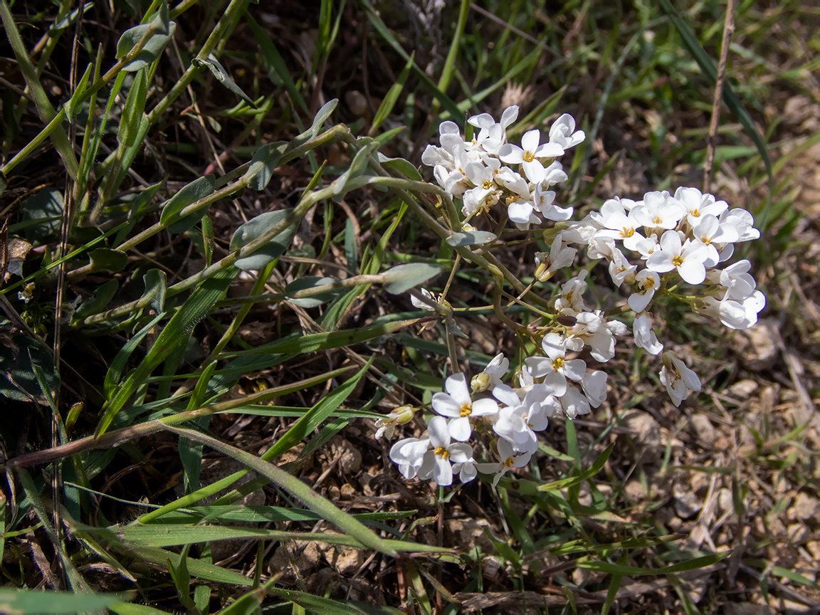 Image of Noccaea macrantha specimen.