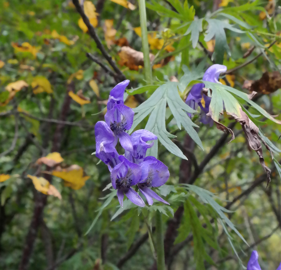 Image of Aconitum nasutum specimen.