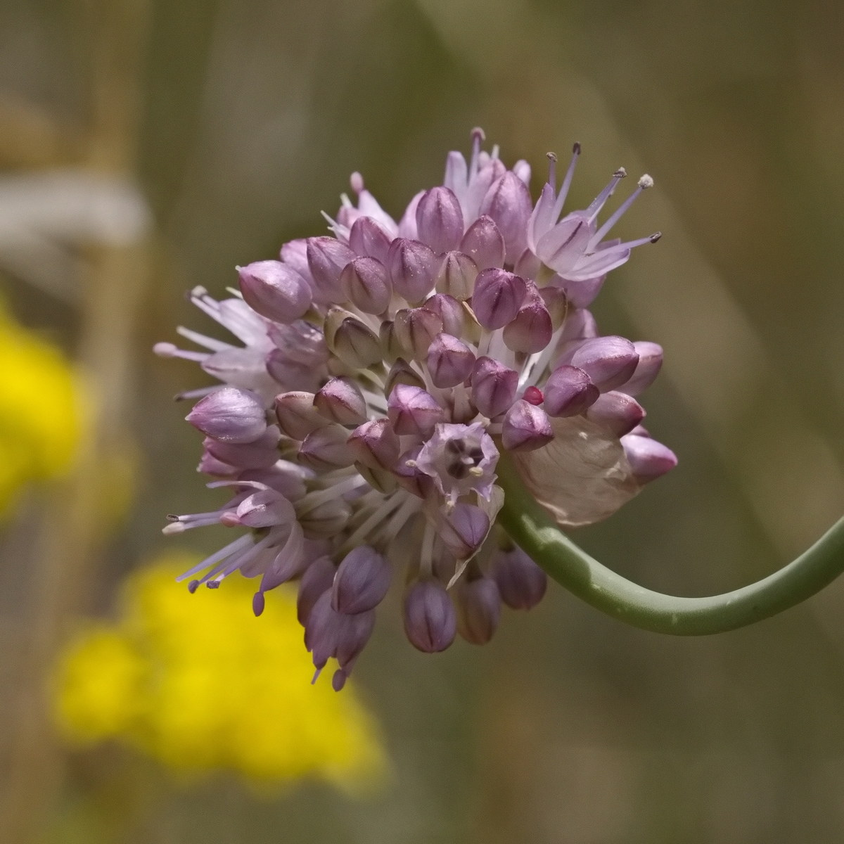 Изображение особи Allium strictum.