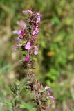 Teucrium chamaedrys. Верхушка цветущего растения. Республика Абхазия, окр. г. Сухум, р. Гумиста. 26.08.2009.