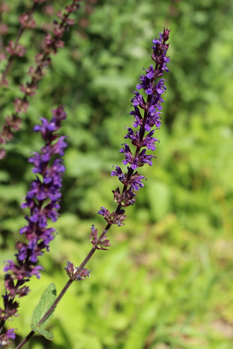 Image of genus Salvia specimen.
