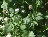 род Valeriana