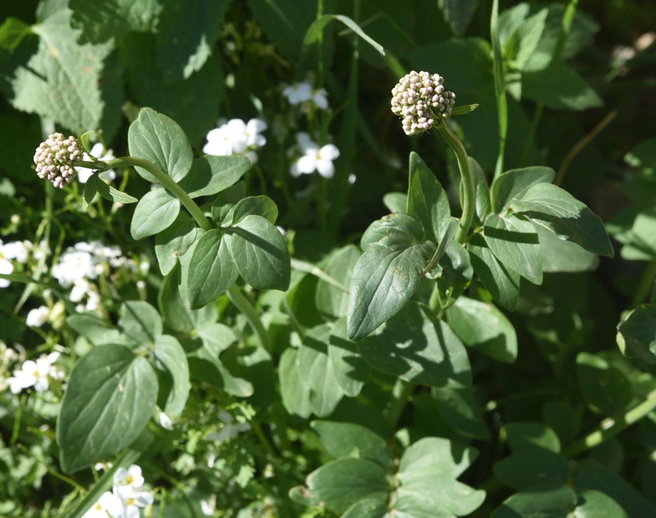 Image of genus Valeriana specimen.