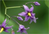 Solanum dulcamara. Цветки бутоны. Московская обл., Раменский р-н, окр. дер. Хрипань, садовый участок. 08.08.2025.