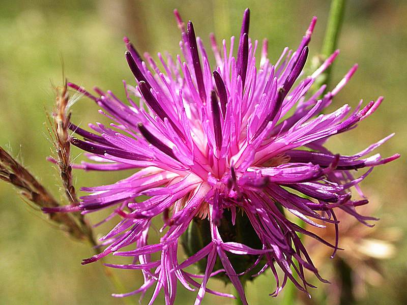 Изображение особи род Centaurea.