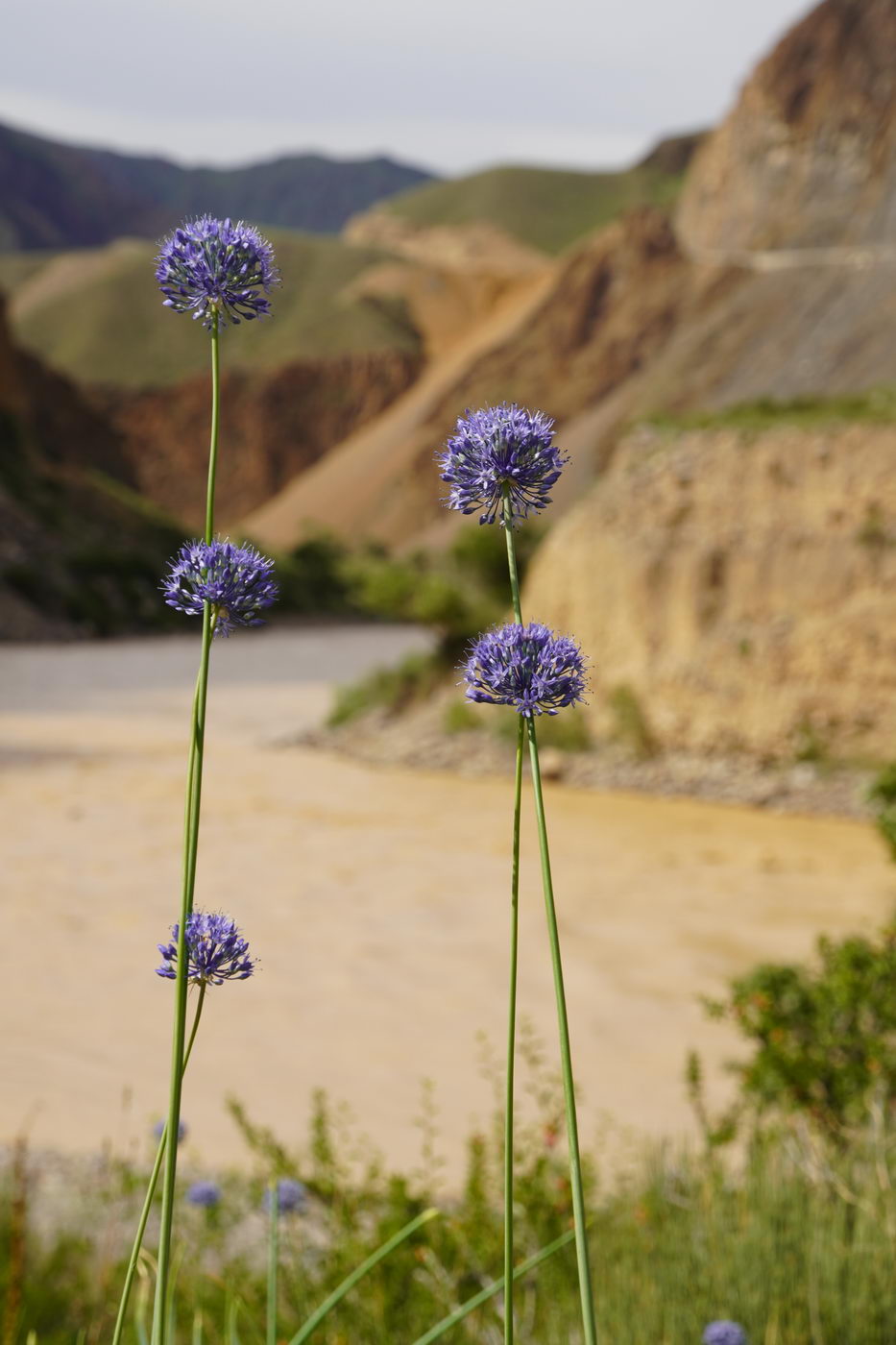 Image of Allium caeruleum specimen.
