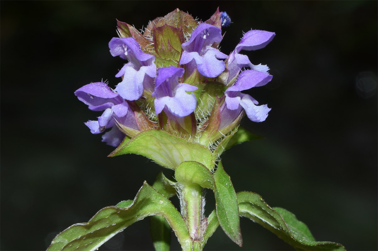 Изображение особи Prunella vulgaris.