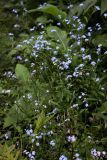 Myosotis palustris