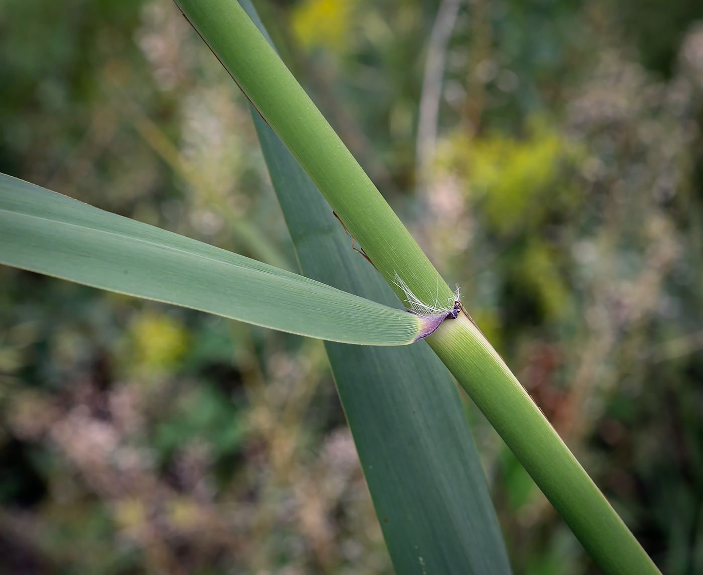 Изображение особи Phragmites altissimus.