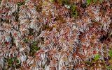 род Sphagnum. Верхушки побегов вегетирующих растений (между ними видны верхушки побегов других мхов). Португалия, Азорские о-ва, о-в Сан-Мигел, кальдера вулкана Сети-Сидадиш, ≈ 500 м н.у.м., опушка хвойного леса. 14.08.2025.