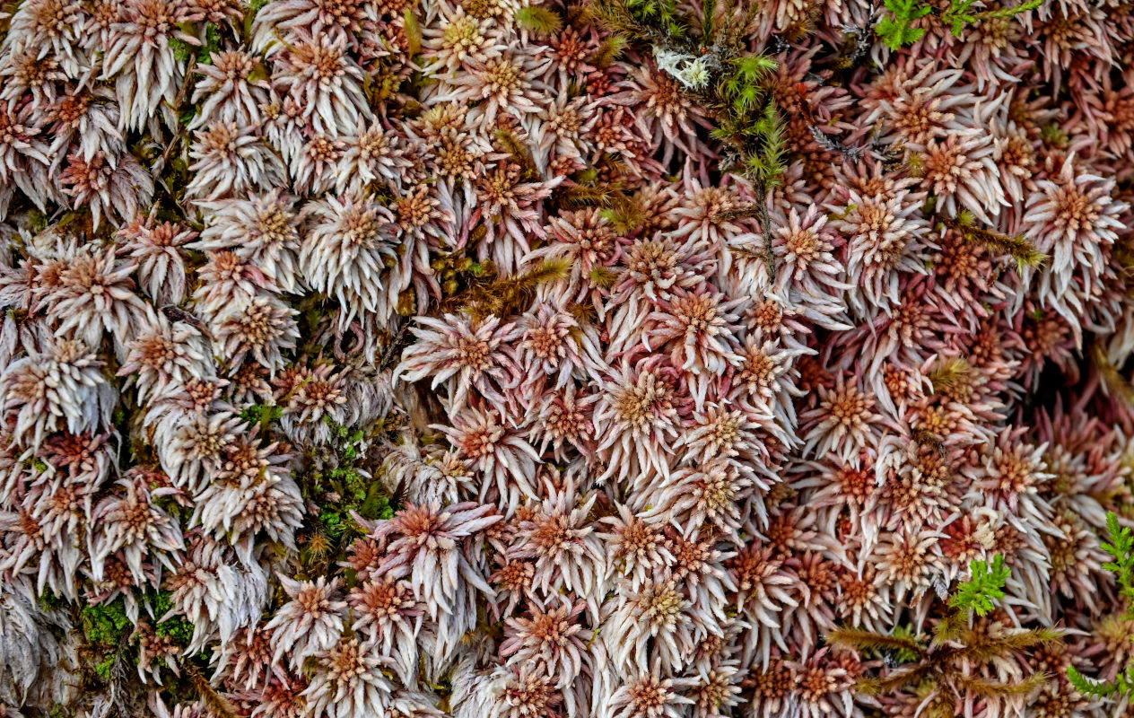 Изображение особи род Sphagnum.