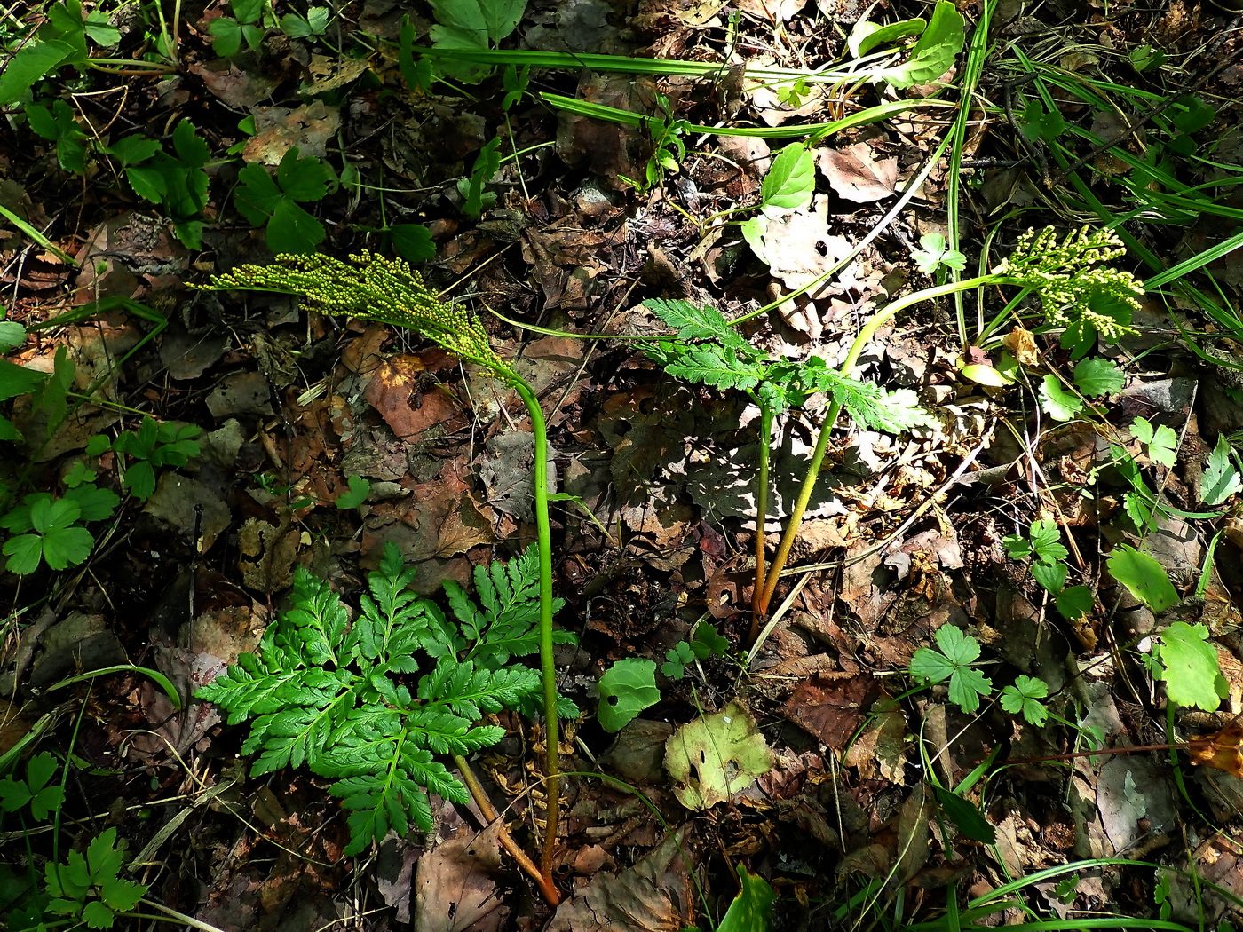 Image of Botrychium robustum specimen.