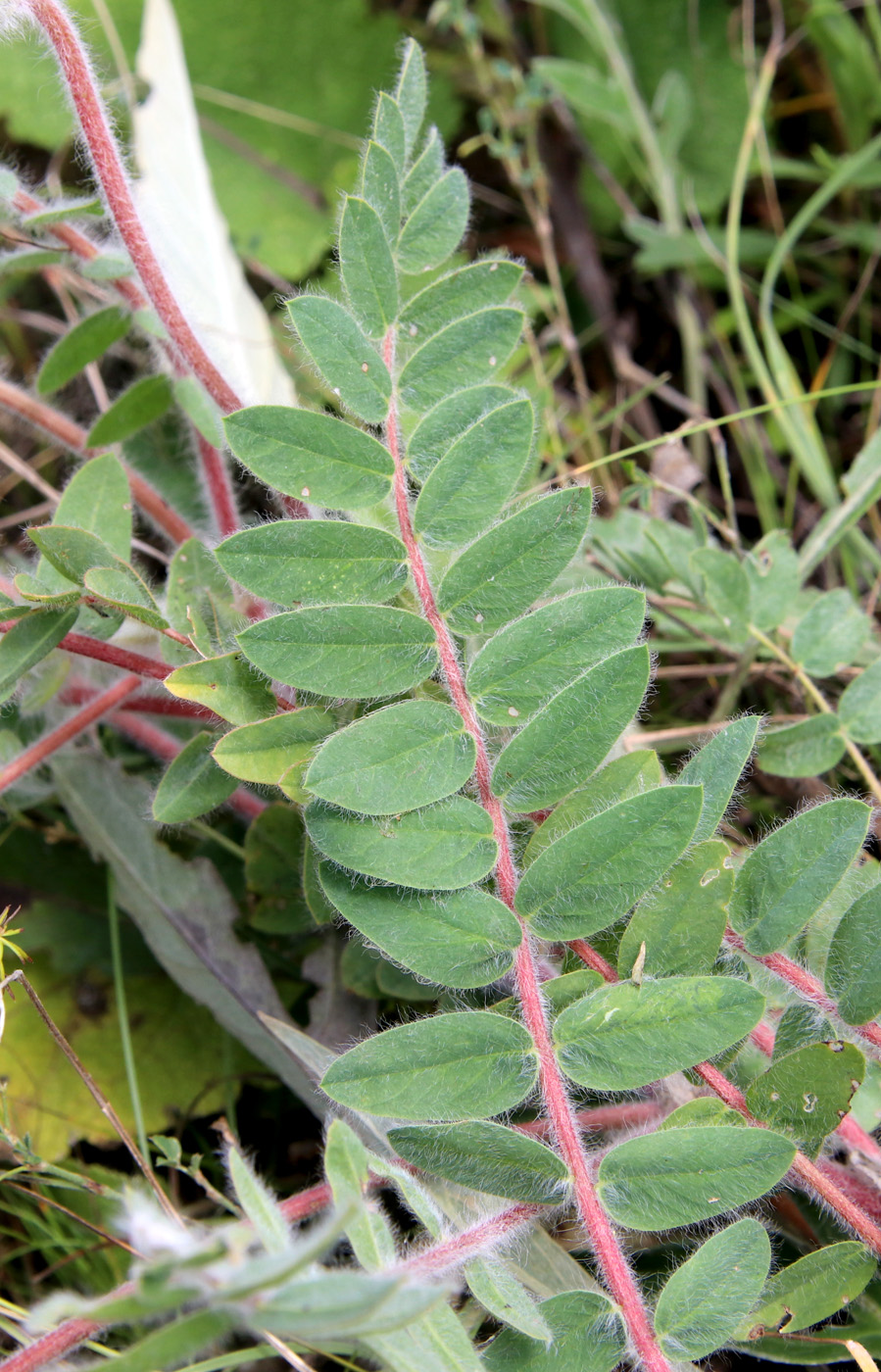 Image of Astragalus dasyanthus specimen.