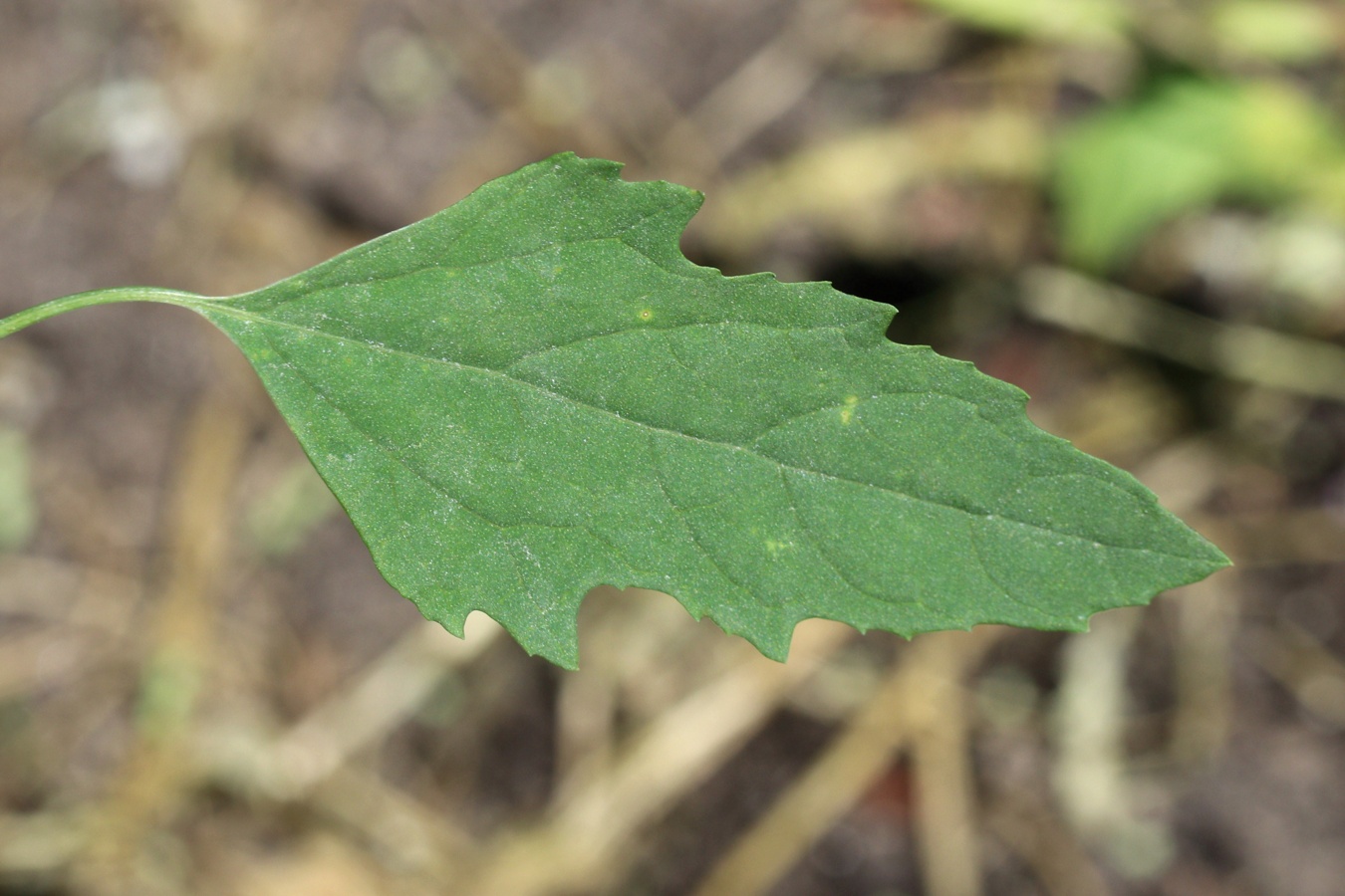 Image of Chenopodium album specimen.