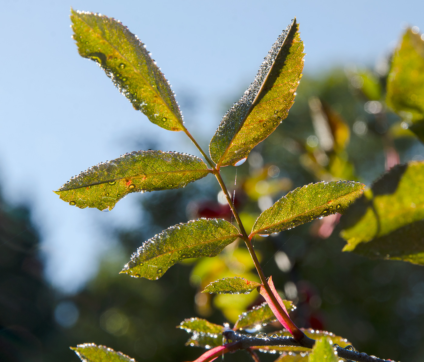Image of genus Rosa specimen.