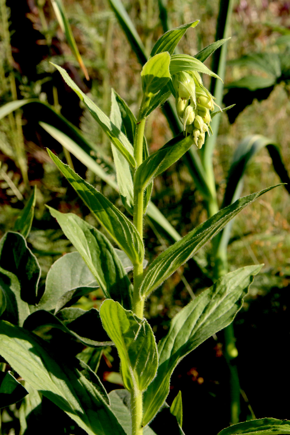Image of Digitalis grandiflora specimen.