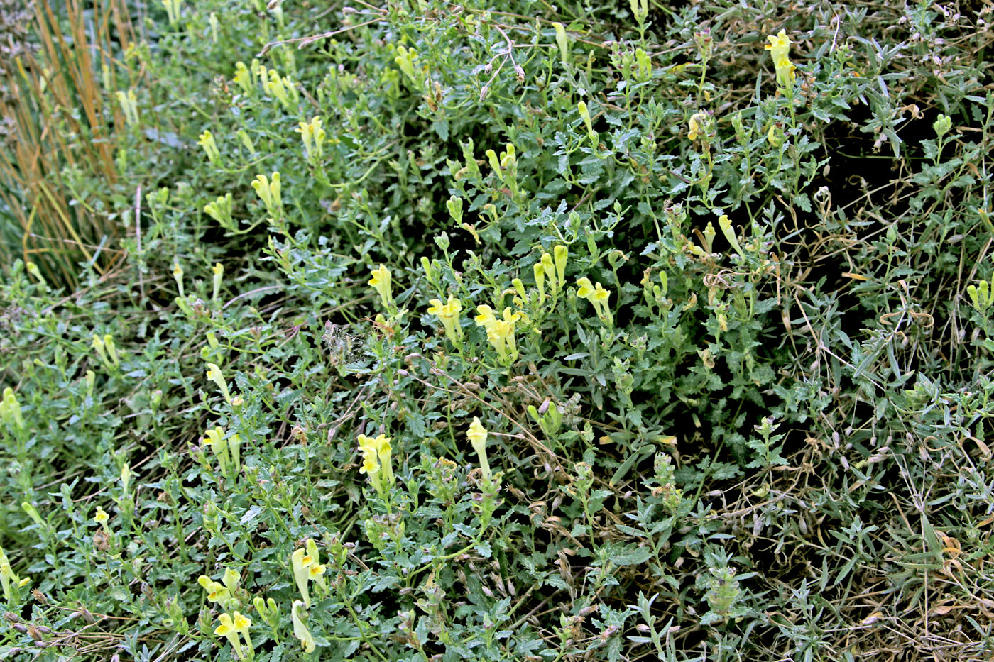 Image of Scutellaria orientalis specimen.