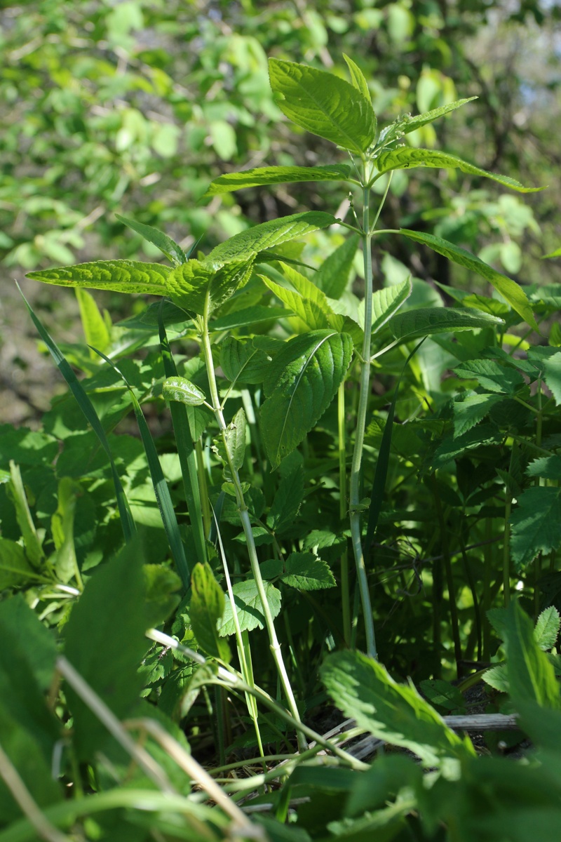 Image of Mercurialis perennis specimen.