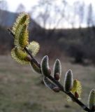 Salix viminalis