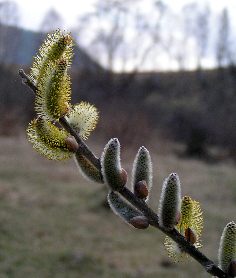 Image of Salix viminalis specimen.