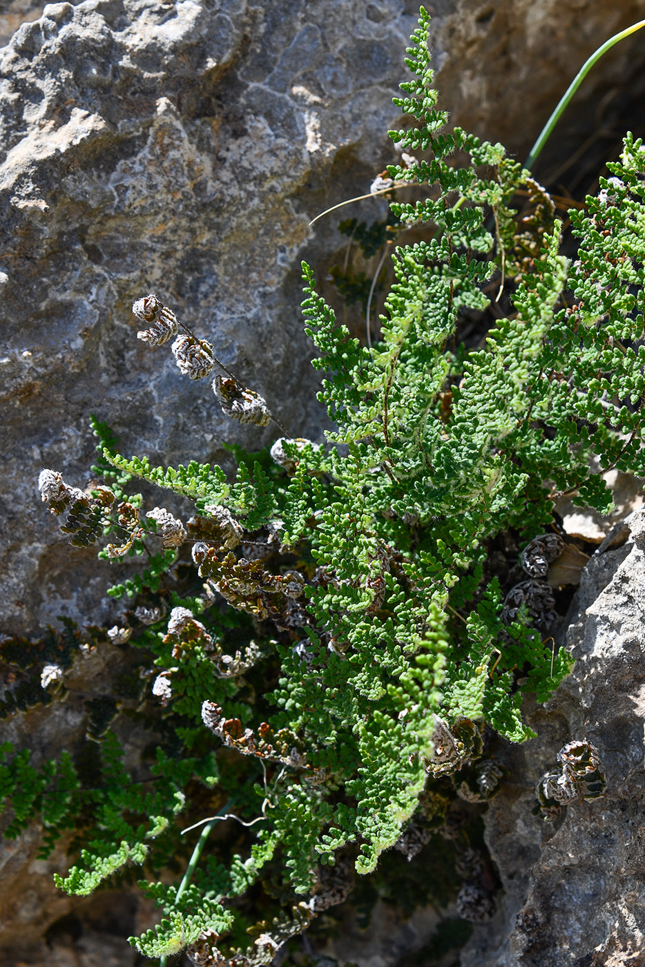 Image of division Polypodiophyta specimen.