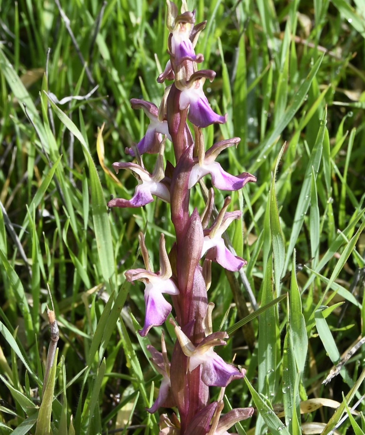 Изображение особи Anacamptis collina.