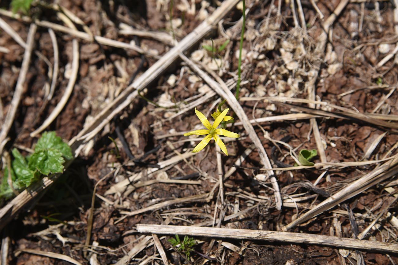 Image of genus Gagea specimen.